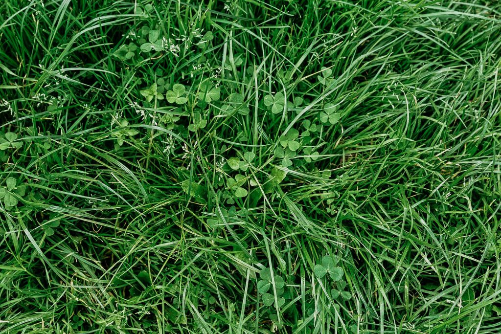 Spot Clover Weeds In Your Yard - A Common Illinois Lawn Weed