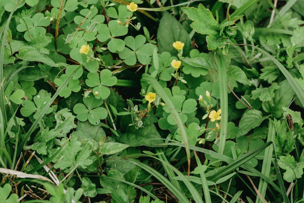 Locate & Identify Yellow Wood Sorrel Weeds - A Common Illinois Lawn Weed