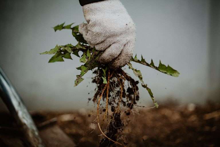 Weed Pulling Service Before Mulch