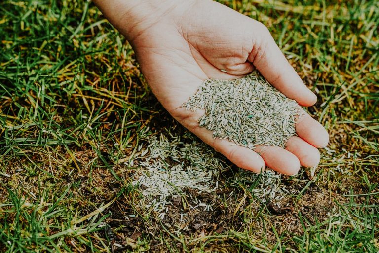 Lawn Overseeding Services in Crystal Lake Illinois