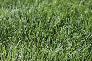 Kentucky Bluegrass Identification