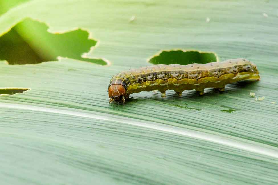 Pest Control Through Bush Trimming