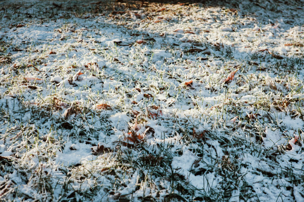 Snow In Lawn