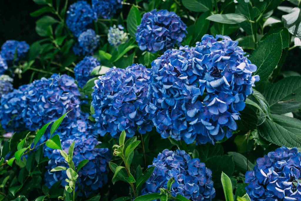 blue hydrenga