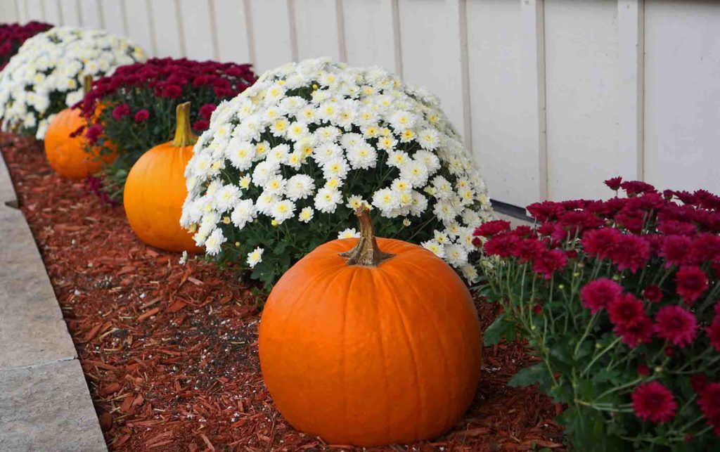 fall mums