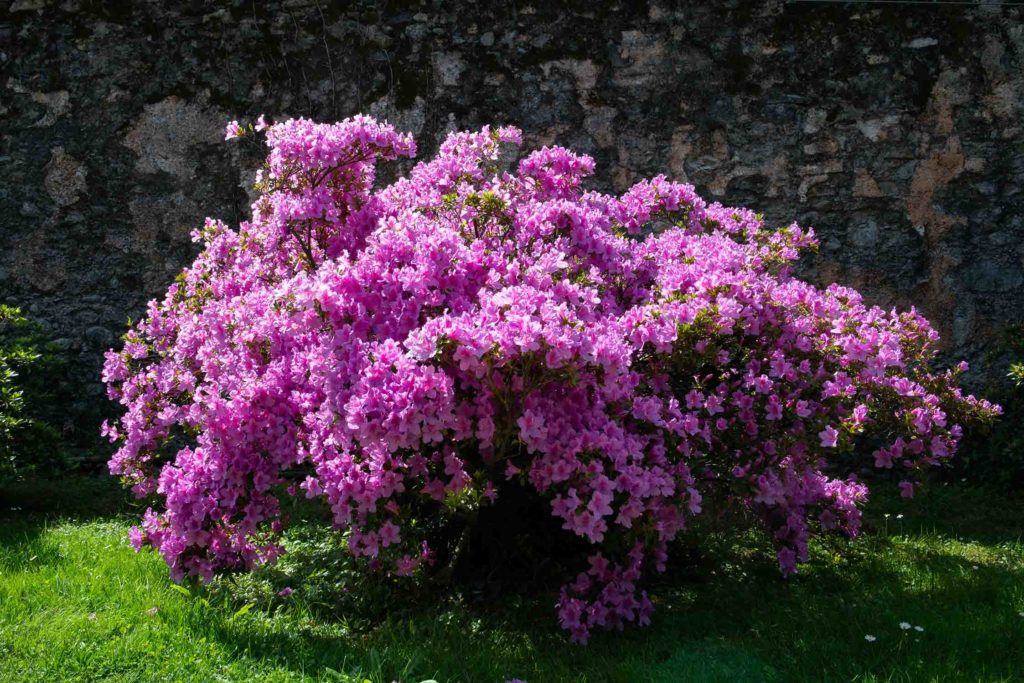 identifying azalea