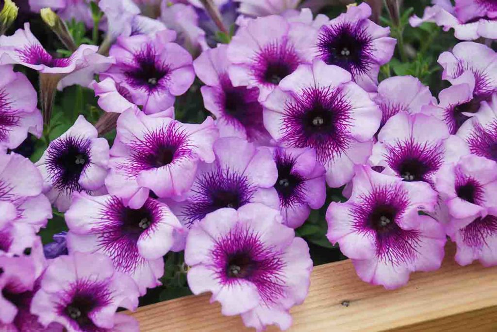 identifying petunias