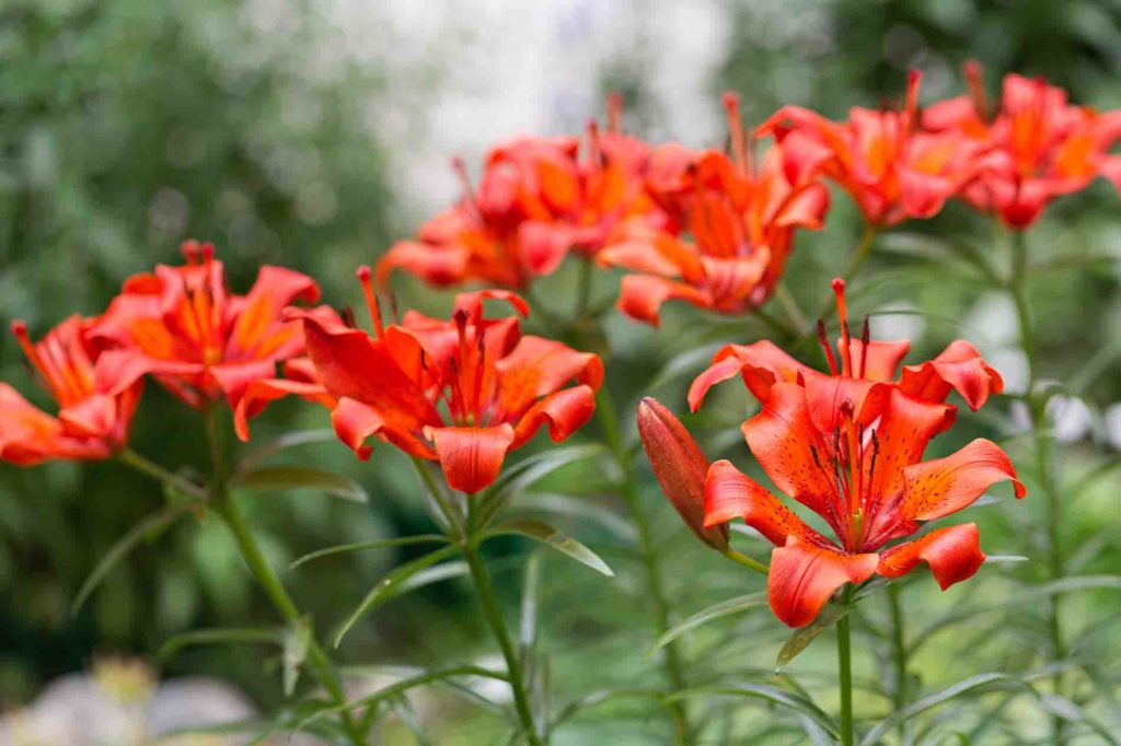 orange daylily