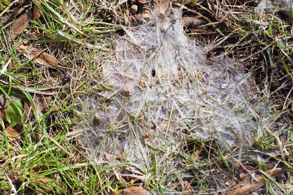 snow mold webbing