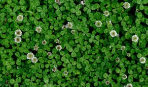close up of white clover