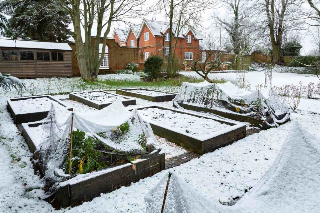 winter garden care