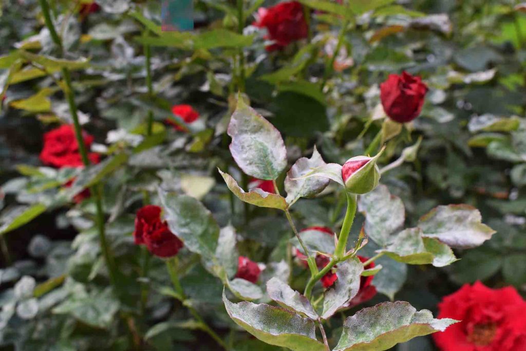 powdery mildew on roses