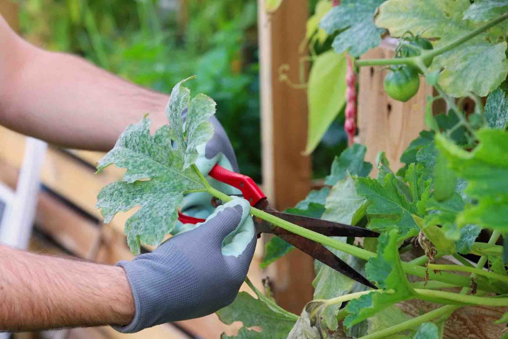 powdery mildew removal