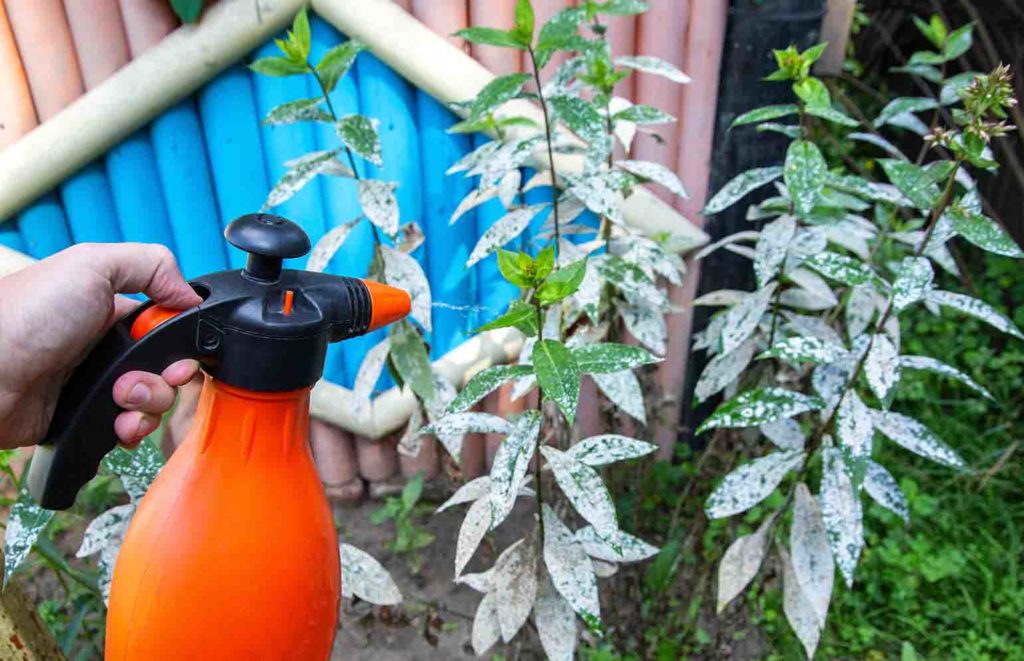 powdery mildew treatment