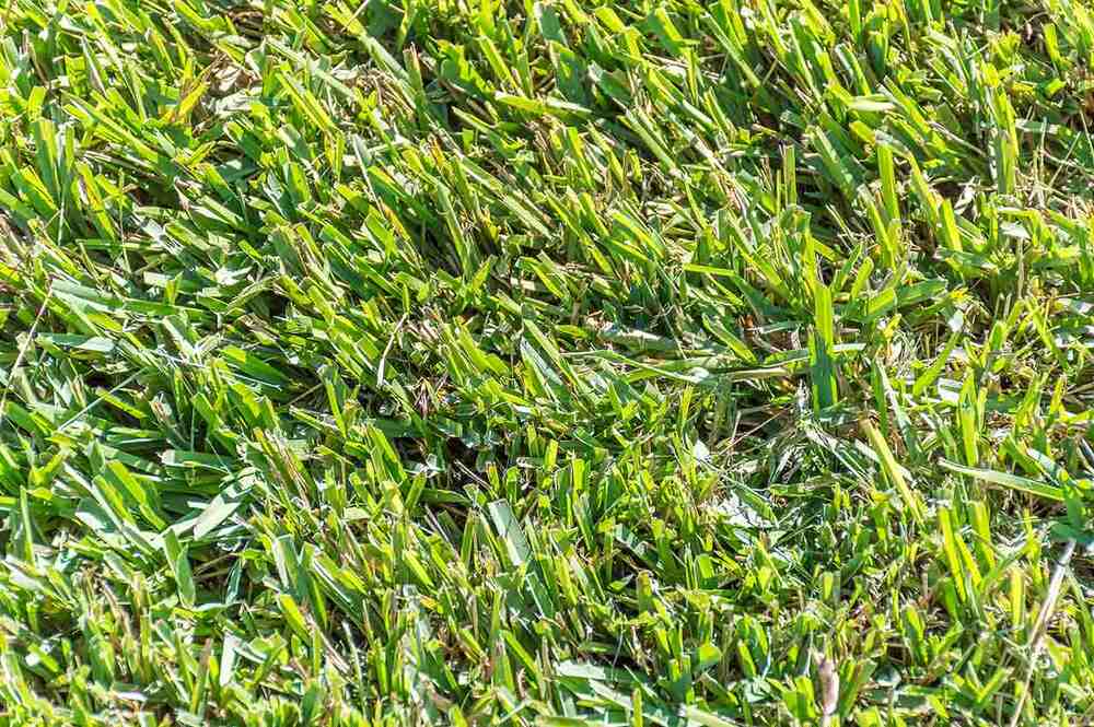 identifying centipedegrass