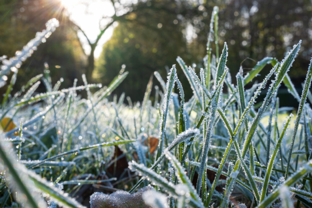 Green grass in hoarfrost, glistens in the rays of the morning autumn sun, in the park. Bottom view.