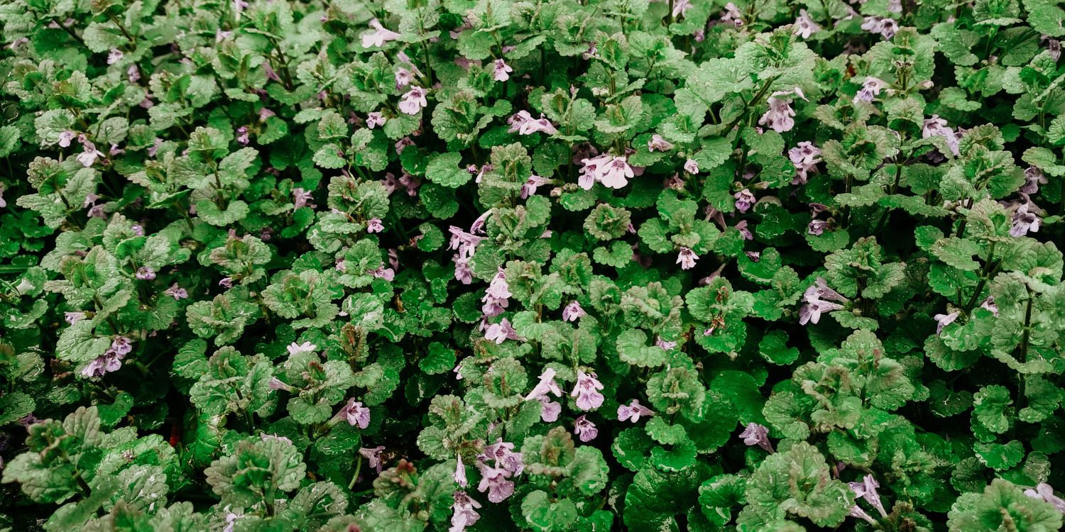 Treat & Identify Creeping Charlie - A Broadleaf Lawn Weed