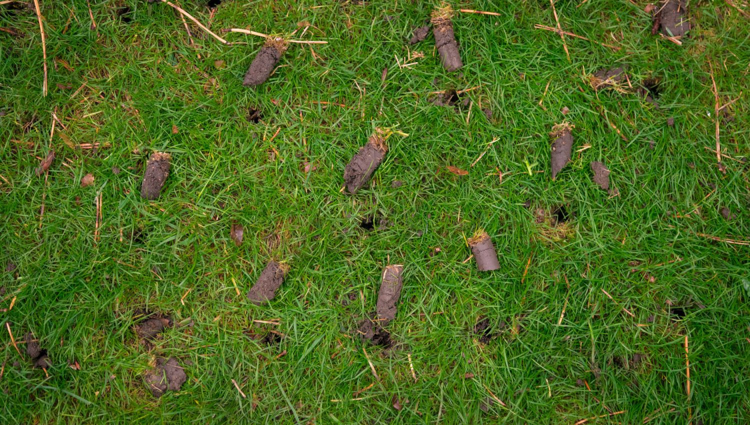 Elite-Lawn-Care-yard-service-near-me-core-aeration-with-lawn-aerator