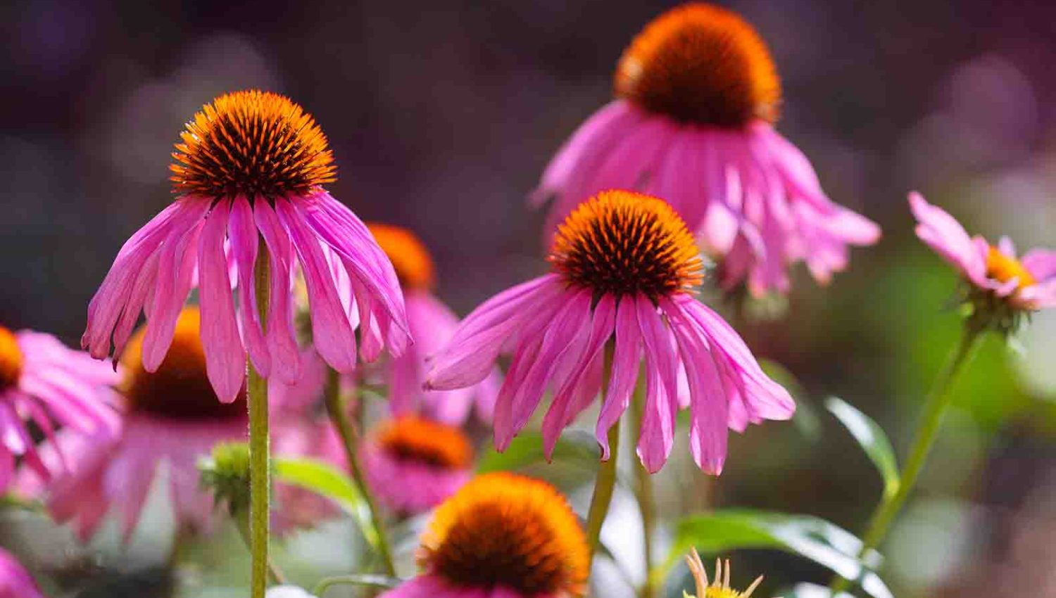 pink coneflower